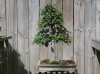 0810 Japanese Beech.jpg