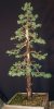 Juniperus chinensis Wintergreen30rs2.jpg