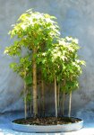 Sweetgum7-1-16-3.JPG