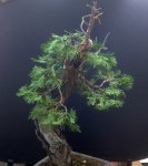 Incense cedar 8-17-16.JPG