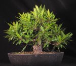 wficus01.jpg