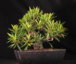 wficus03.jpg