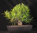 wficus04.jpg