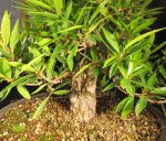 wficus05.jpg