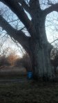 Oak_20160311_resized.jpg