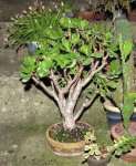 crassula01_160925a.jpg