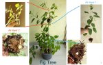 ficus racemosa-double air layering 1.jpg