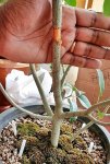 ficus racemosa-double air layering 04.jpg