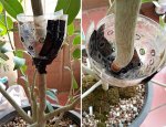 ficus racemosa-double air layering 05.jpg