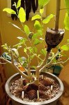 ficus racemosa-double air layering 08.jpg