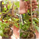 ficus racemosa-double air layering 09.jpg