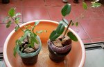 ficus racemosa-double air layering 14.jpg