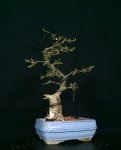 cotoneaster%20horizontalis%20shohin%202015%201.jpg