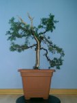 Juniperus%20comm.%202%202015%2001.jpg