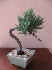 juniper pic 1.jpg