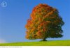 beech_tree_in_autumn_bavaria_germany_ekf00585.jpeg