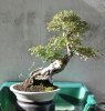 elm 3 in white pot BN.jpg