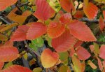 hornbeam_leaves_fall2016a.jpg