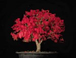 euonymus_fall2016v01.jpg