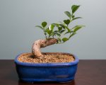 Bonsai 10-23-16-3.jpg