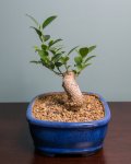 Bonsai 10-23-16-4.jpg