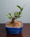 Bonsai 10-23-16-5.jpg