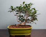 Bonsai 10-23-16-7.jpg