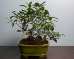 Bonsai 10-23-16-11.jpg