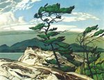 casson_white_pine_1957.jpg