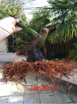 Jan 2015 repot.png