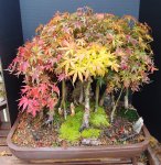 Bonsai FAll 2016 003.JPG