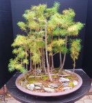 Bonsai FAll 2016 006.JPG