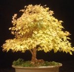 acer buergerianum fall 2016.jpg