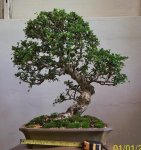 fukien tea 2.jpg