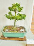 MBG Bonsai 008.JPG