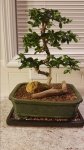 Fukien Bonsai1.jpg