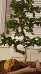 Fukien Bonsai2.jpg