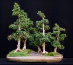 bonsai (1 of 27).jpg