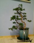 Pinus%20mugo%20tripple%202016%205.jpg