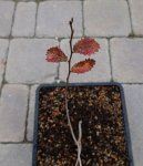 red-elm.jpg