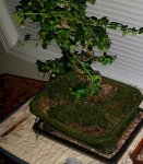 Fukien Tea Mossed.jpg