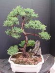 Bonsai Penjing 8-16 Patio 019.JPG