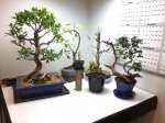 Office trees 2-8-17 #2.jpg