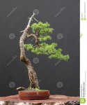 spruce-bonsai-1684972.jpg