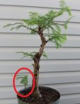 Dawn Redwood Seedling.jpg