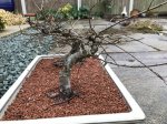 Chinese Elm #2.jpg