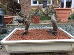 Chinese Elm #3.jpg