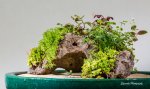 Houston Chinese Bonsai Society Show 2014-014.jpg