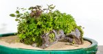 Houston Chinese Bonsai Society Show 2014-017.jpg