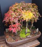 Bonsai FAll 2016 004.JPG